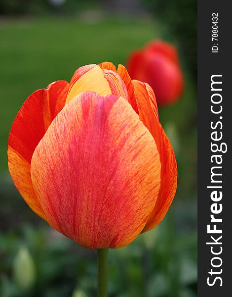 Red tulip in a garden, spring flowers. Red tulip in a garden, spring flowers