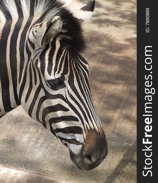 Zebras face close up at a zoo. Zebras face close up at a zoo