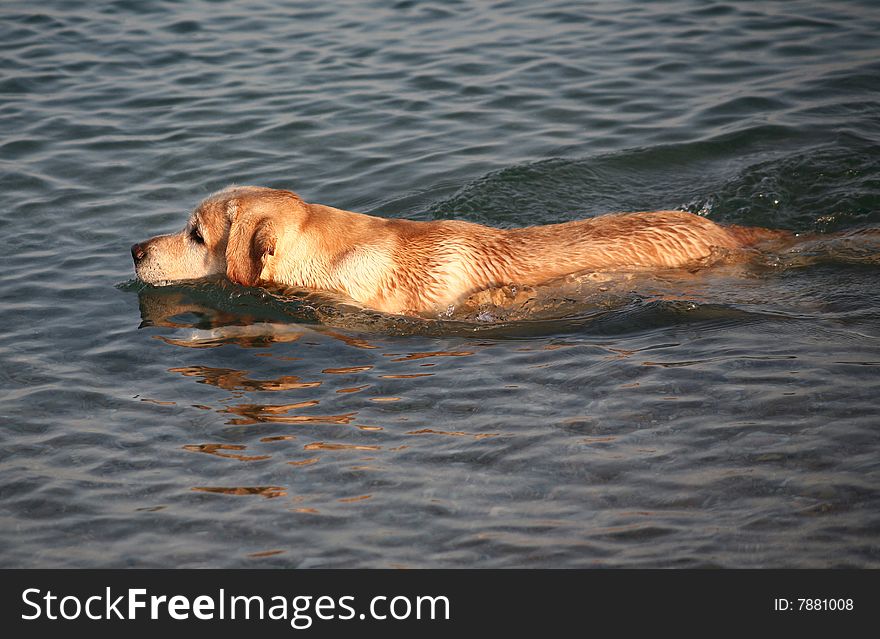 Pale-yellow Labrador a retriever floating in the sea. Pale-yellow Labrador a retriever floating in the sea.