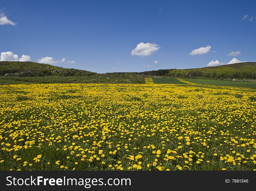 Flowery field with mountains and a forest. Flowery field with mountains and a forest.