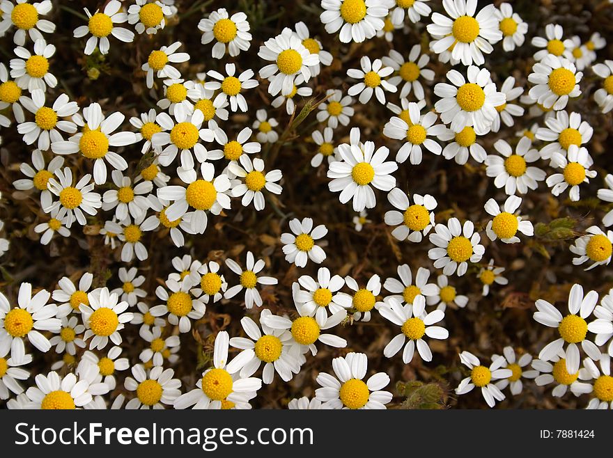 Group of white chamomile flowers. Group of white chamomile flowers