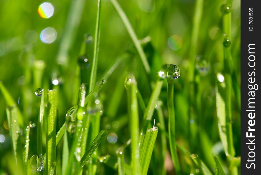 Morning dew drops on the green grass