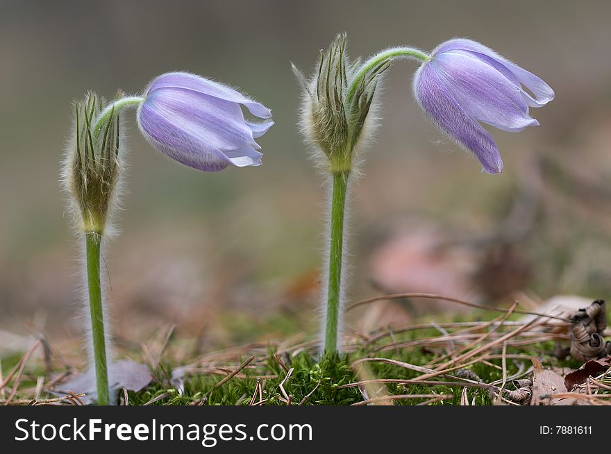 Two Pasque Flower