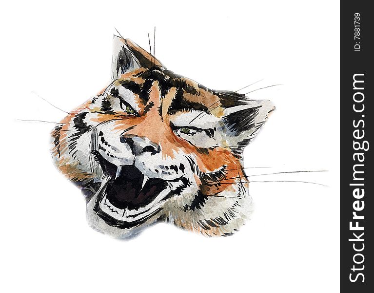 The head of a tiger on the white background