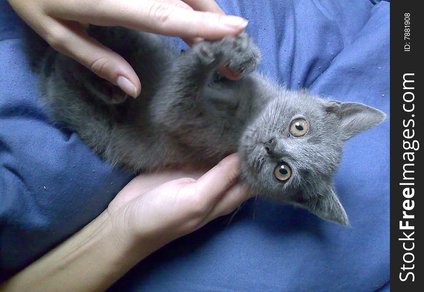 Blue british kitten on blue blanket