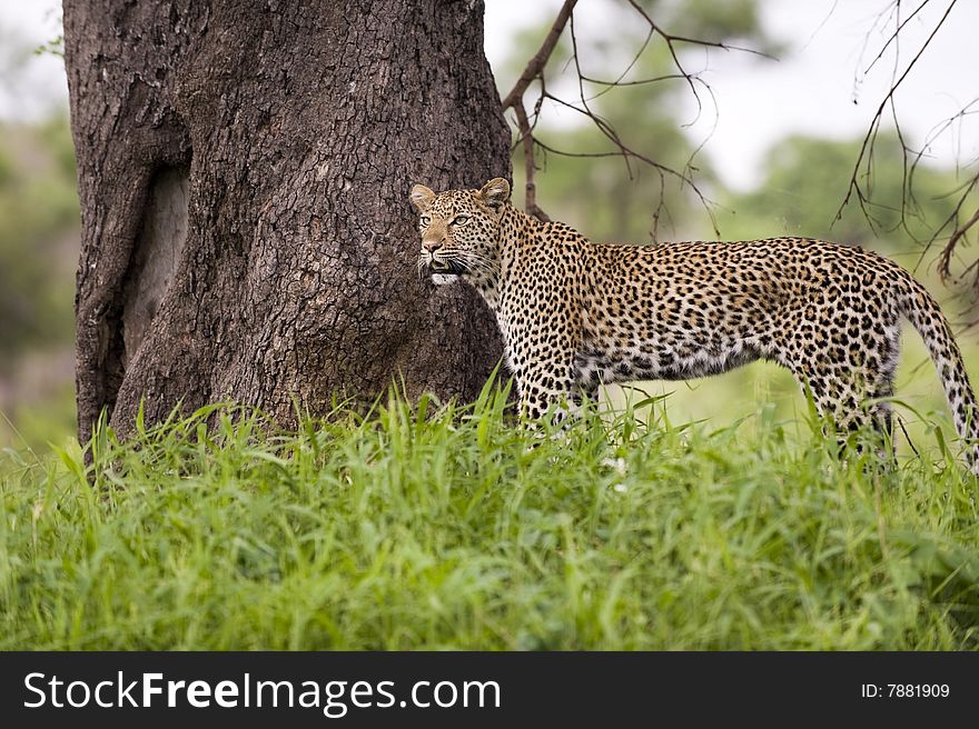 Leopard resting in the green at Kruger national park, South Africa