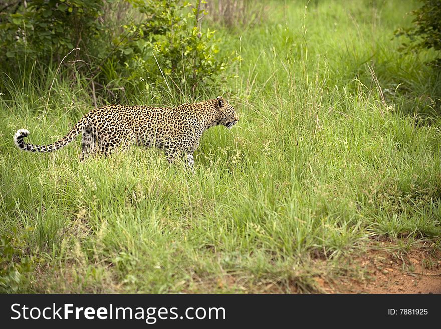 Leopard resting in the green at Kruger national park, South Africa
