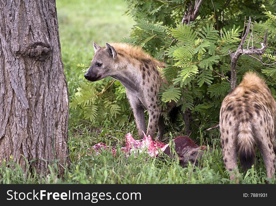 Hungry hyena eating dead animal