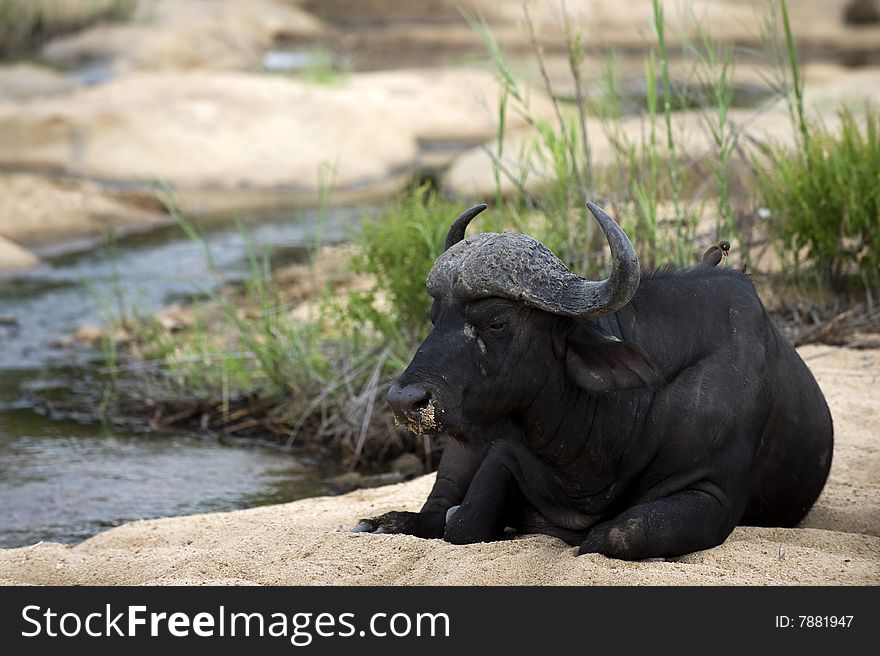 Buffalo bull in Kruger park