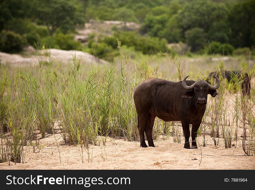 Buffalo bull in Kruger park