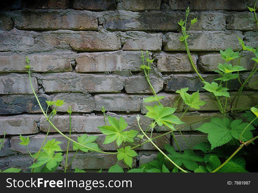 Green plants nearby brick wall