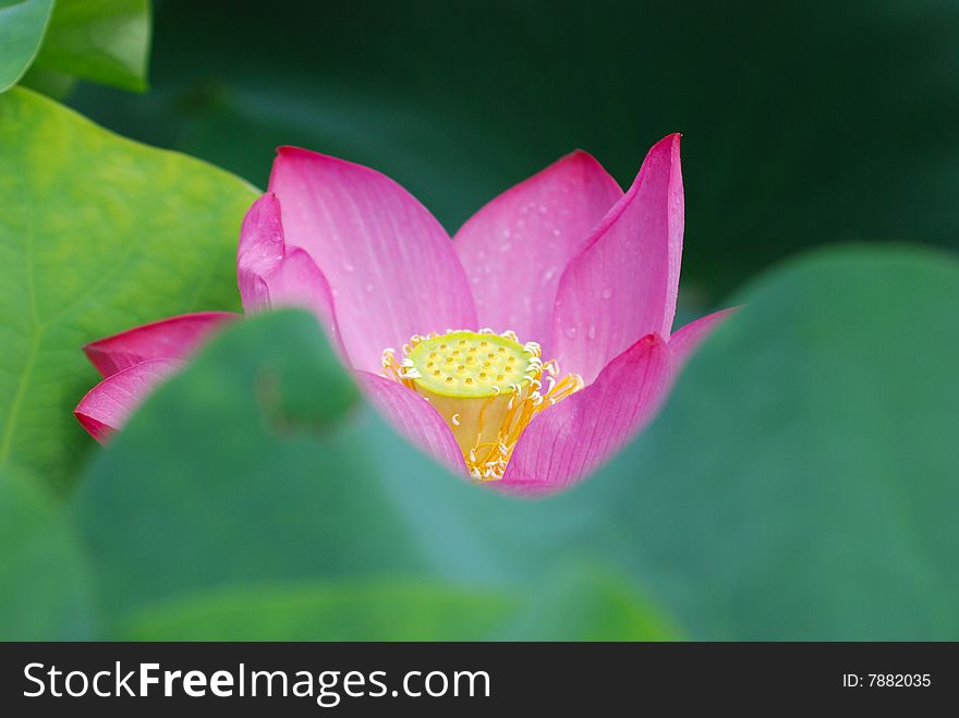 Is in full bloom beautiful lotus