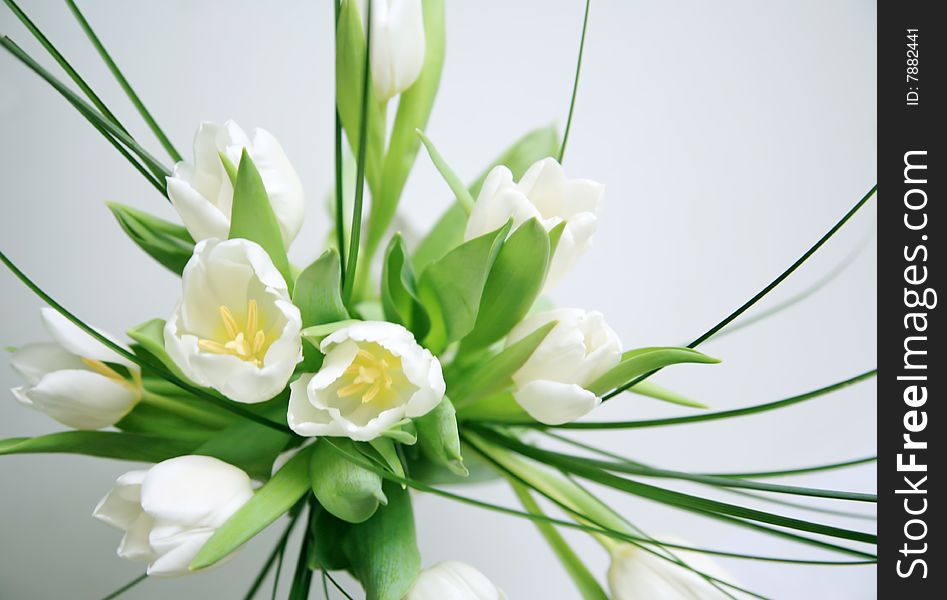 Nice white tulips in close up isolated. Nice white tulips in close up isolated