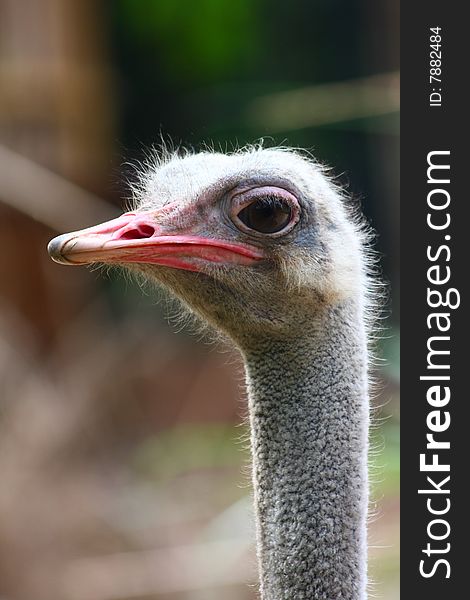 The ostrich (Struthio camelus) is a large flightless bird native to Africa (and formerly the Middle East).