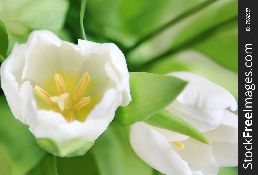 Nice white tulip in close up