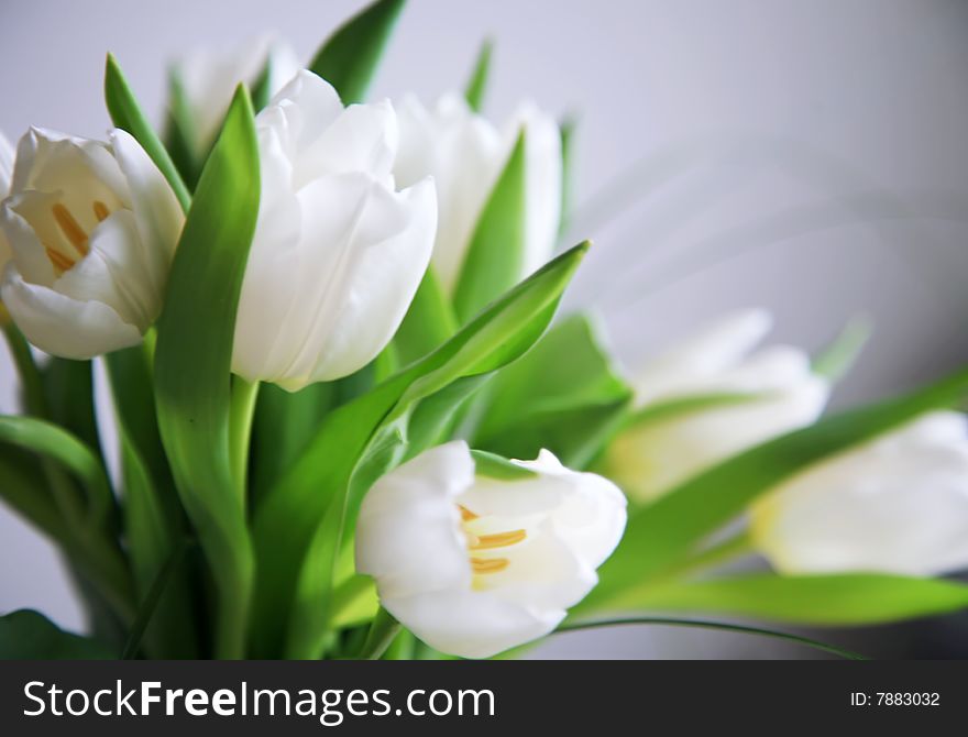 Nice white tulips in close up