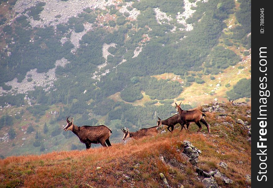 Bevy mountain goats in the Tatras