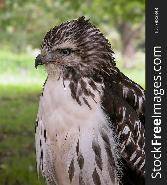 Hawk portrait