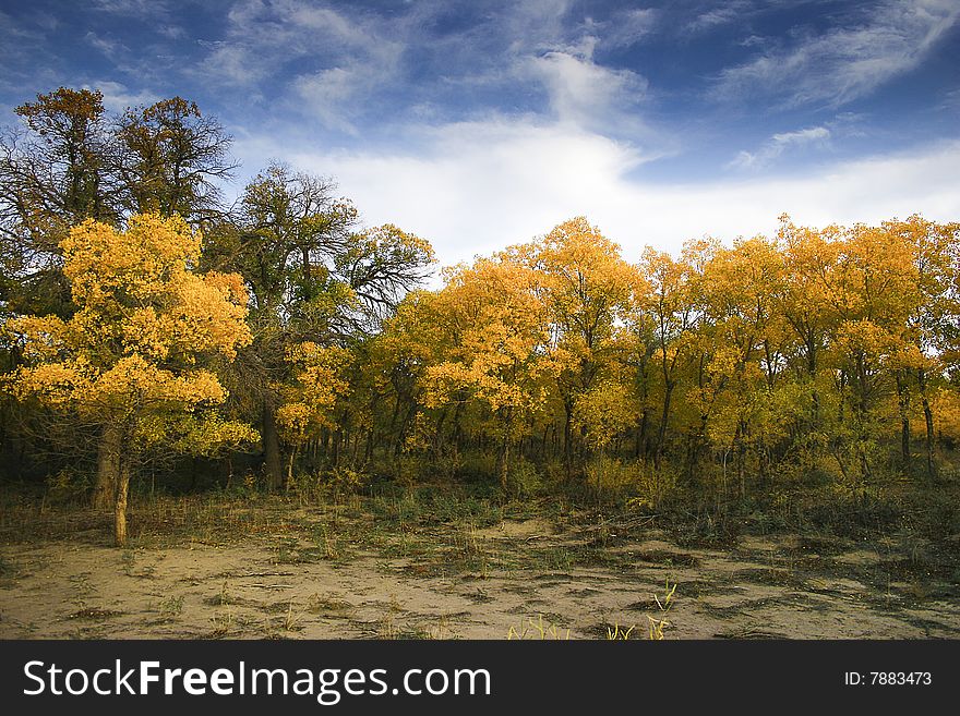 Many beauties of Populus euphratica Oliv.