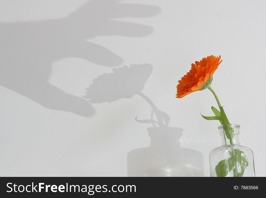 An isolated orange flower in a glass jar set agains a white wall with a shadowed hand emerging on the background as if picking the flower. An isolated orange flower in a glass jar set agains a white wall with a shadowed hand emerging on the background as if picking the flower.