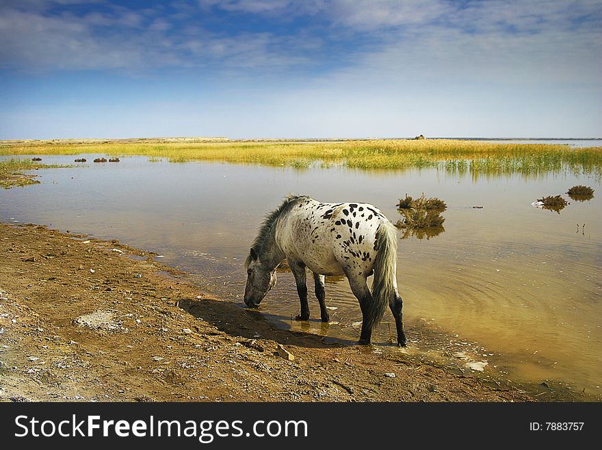 A horse drinks water in the by the lake. A horse drinks water in the by the lake
