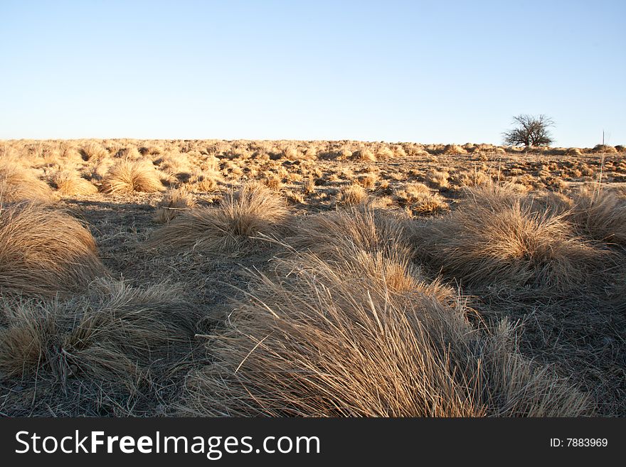 Landscape of prairie grassland under a clear blue sky