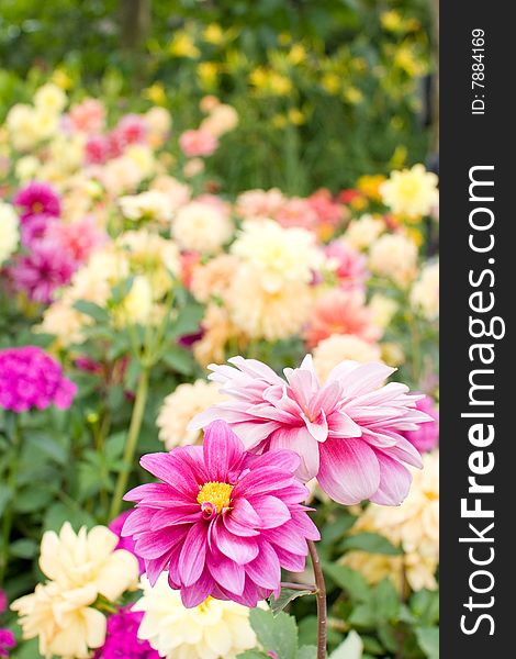 Outstanding pink flower in the meadow