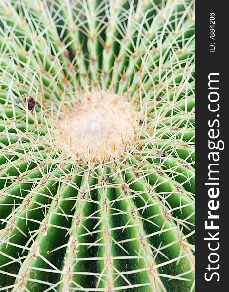Thorny abstract of cactus plant. Thorny abstract of cactus plant