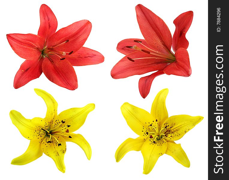 Color lilies on a white background. Color lilies on a white background