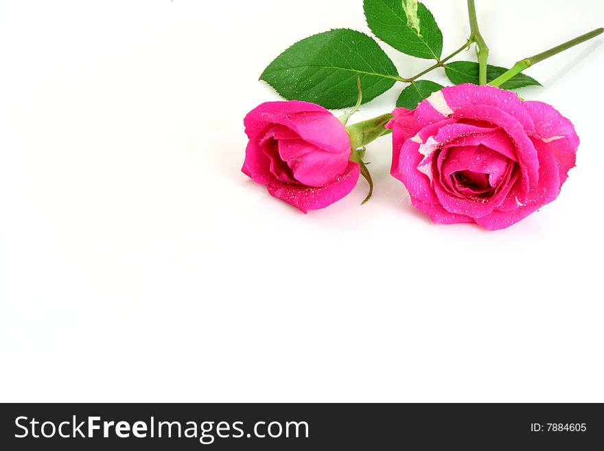 Two fine roses on a white background. Two fine roses on a white background