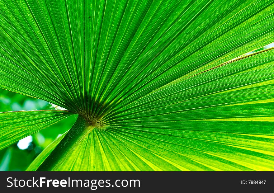 Back of a palm tree lit by the sun, photographed in a greenhouse. Back of a palm tree lit by the sun, photographed in a greenhouse.