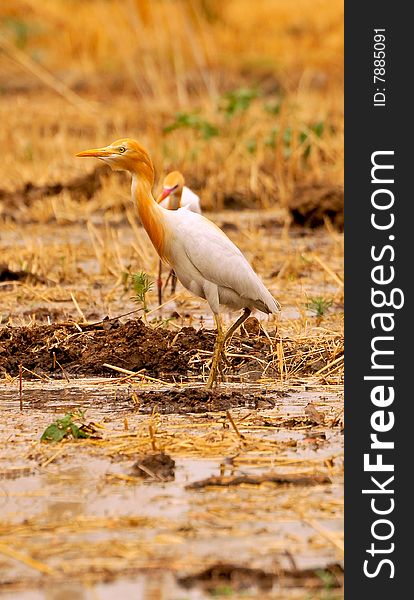 White Cattle Egret