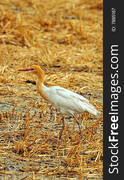 White cattle egret