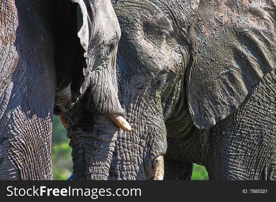 Two bull elephants pressing their heads against each other. Two bull elephants pressing their heads against each other