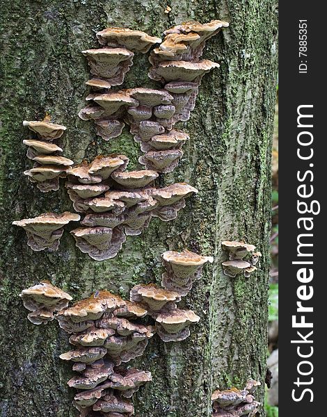 Fungi Inonotus radiatus in wood