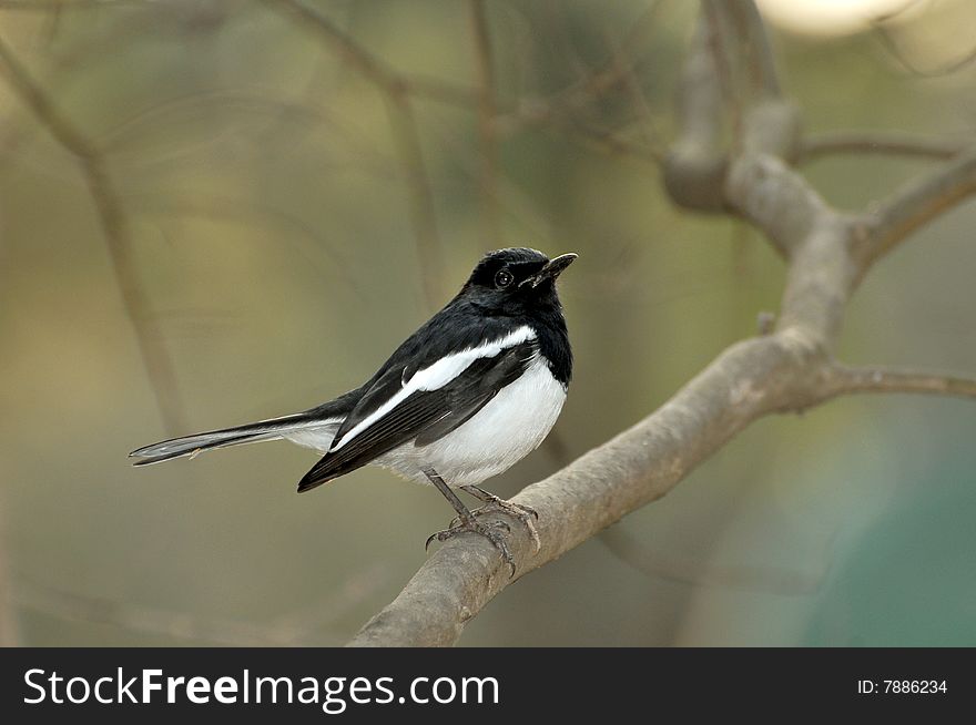 Black robin sitting on tree.