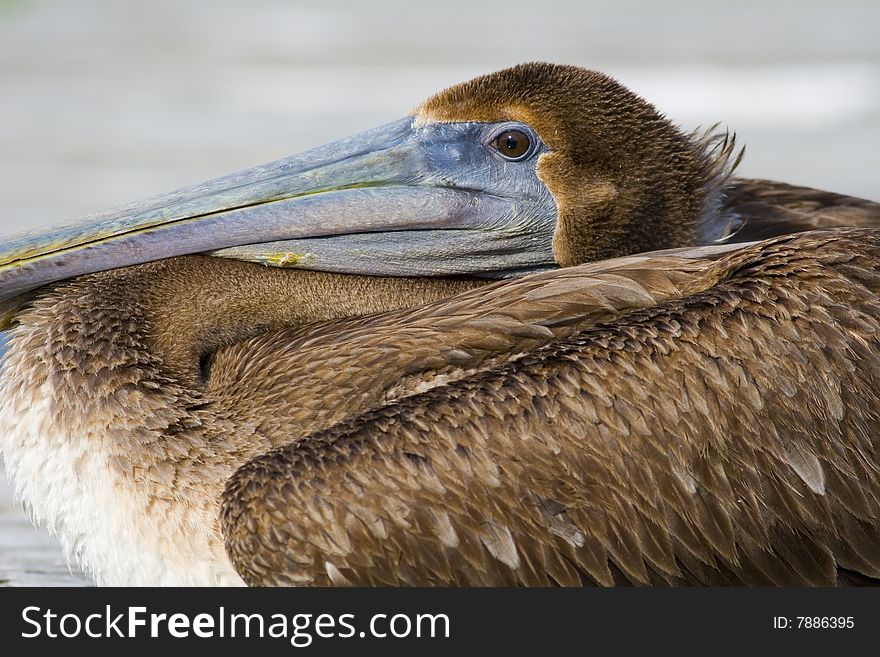 Closeup shot of a Brown Pelican on a dock in Florida. Closeup shot of a Brown Pelican on a dock in Florida