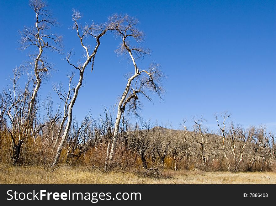 Burnt trees after a mountain fire in Southern California