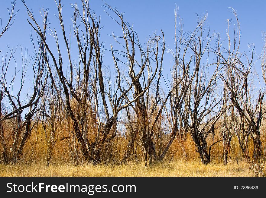 Burnt trees after a mountain fire in Southern California. Burnt trees after a mountain fire in Southern California