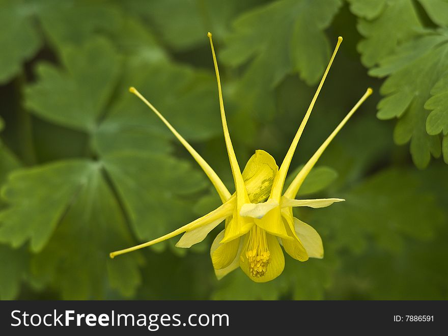 A single yellow combine bloom in central Texas. A single yellow combine bloom in central Texas