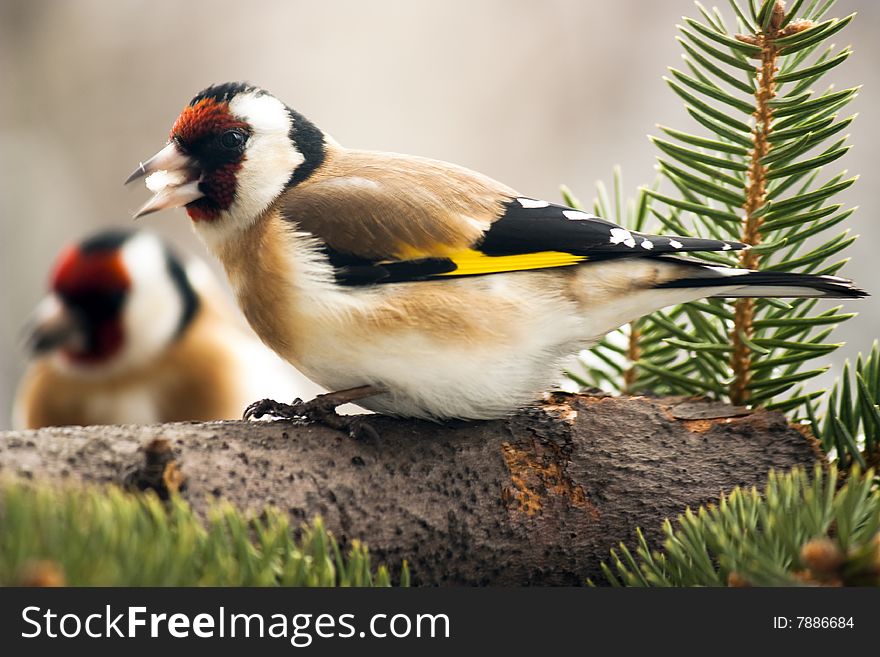 Goldfinch (Carduelis carduelis) sitting on the branch. Goldfinch (Carduelis carduelis) sitting on the branch