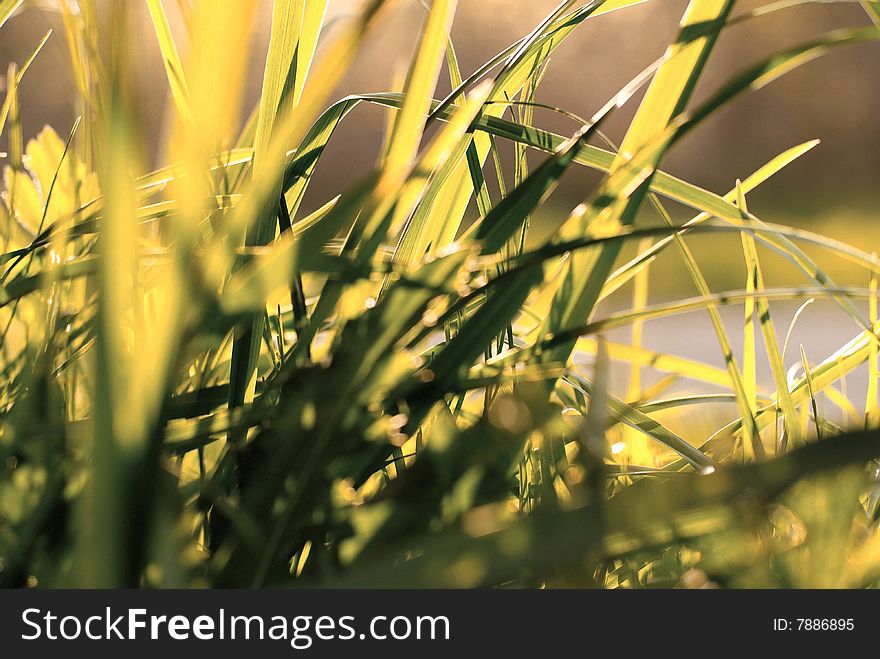 Close-up of grass at sunset. Color: warm green. Close-up of grass at sunset. Color: warm green