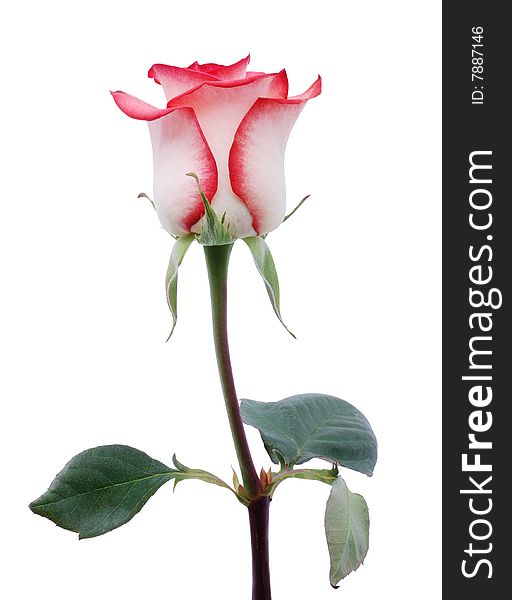 Gentle coral rose on a white background