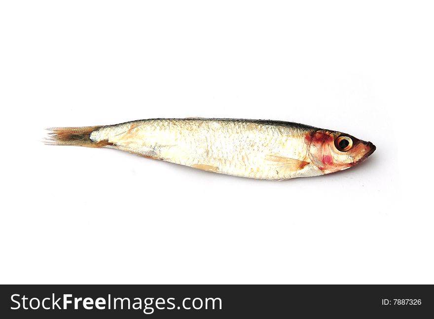 Shot of a single sprat on white