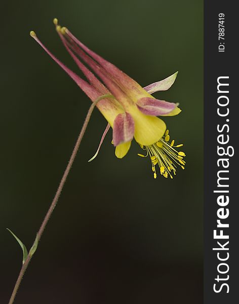 A single yellow combine bloom in central Texas. A single yellow combine bloom in central Texas