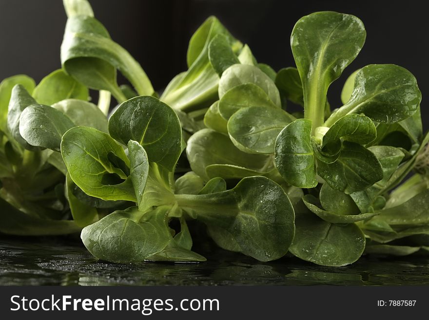 Corn salad (lettuce) on black background with water drops. Corn salad (lettuce) on black background with water drops