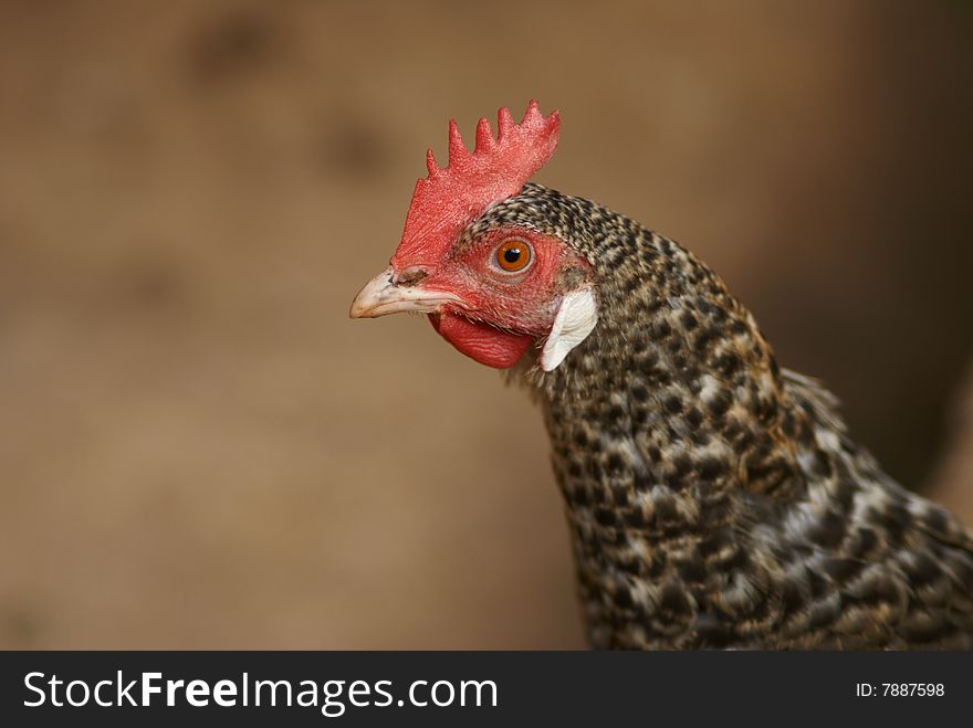 Domestic West-African chicken very common in every courtyard. Domestic West-African chicken very common in every courtyard