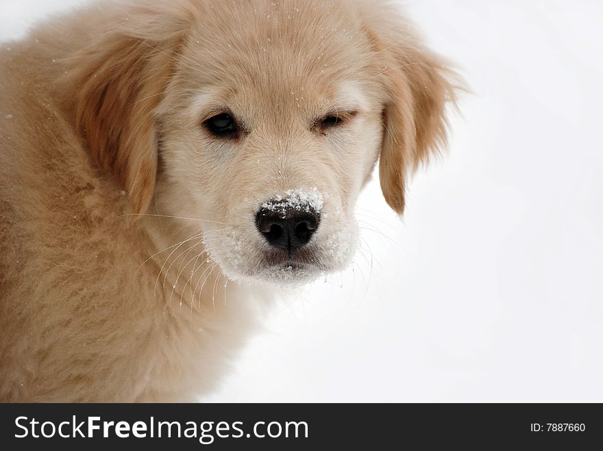 Golden retriever pup in snow winking. Golden retriever pup in snow winking.
