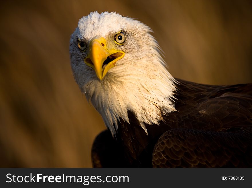 Bald Eagle in early night light. Bald Eagle in early night light.