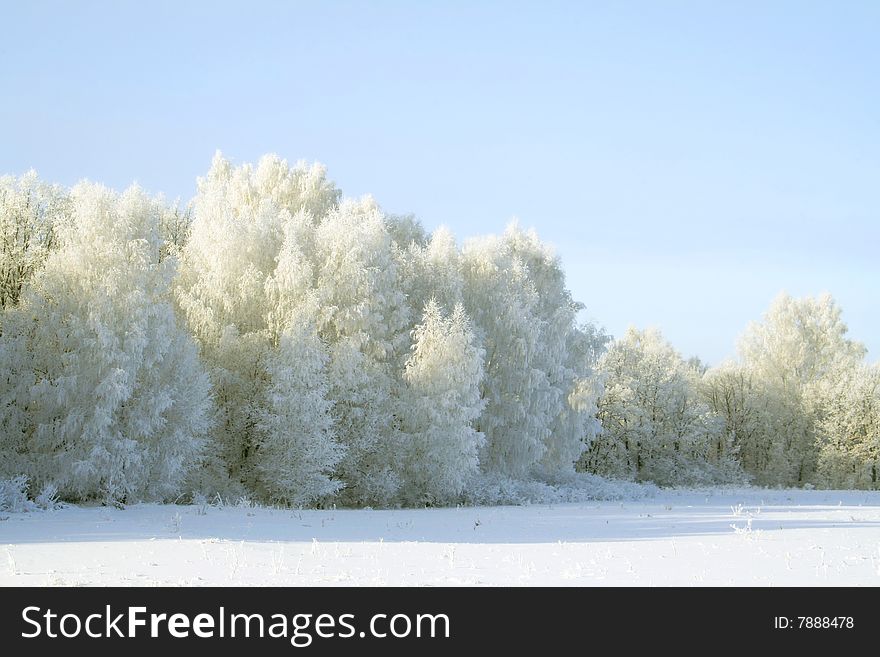 The wood cover by a snow from a Silver Birch, Betula pendula, and an English Oak, Quercus robur. The wood cover by a snow from a Silver Birch, Betula pendula, and an English Oak, Quercus robur